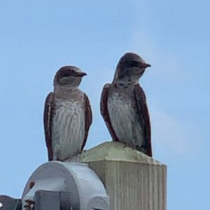 Meet your Posher, Jill